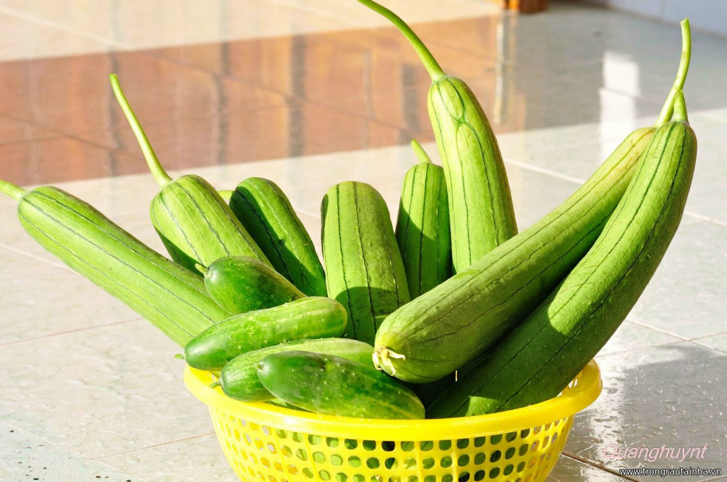 Vietnam Smooth Luffa Gourd seeds; 特長絲瓜; Muop Huong; F1 Non-GMO,Organic