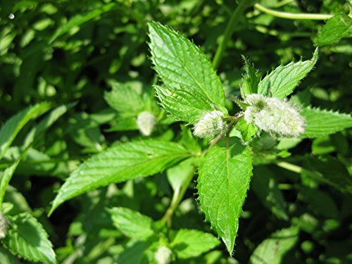 Peppermint Great Garden Herb By Seed Kingdom 1,000 Seeds