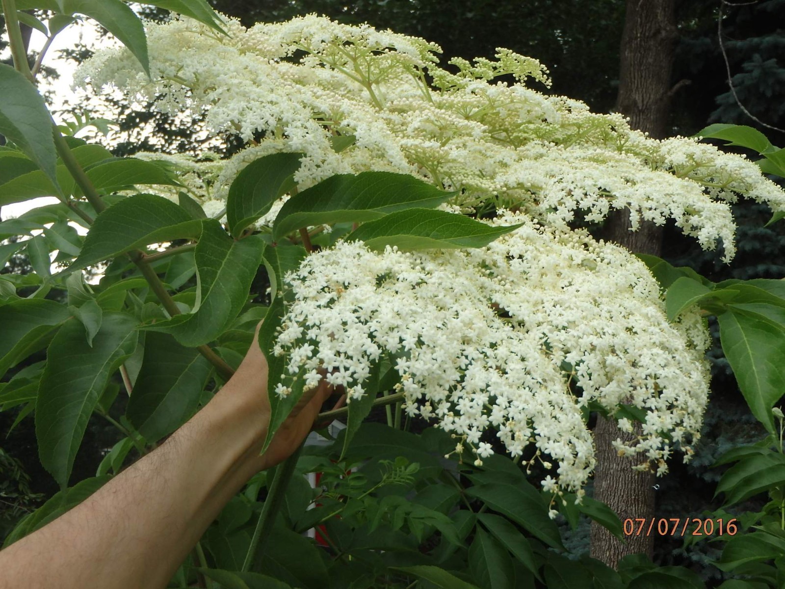 One live rooted plant of Elderberry “Sampo”, sent in box