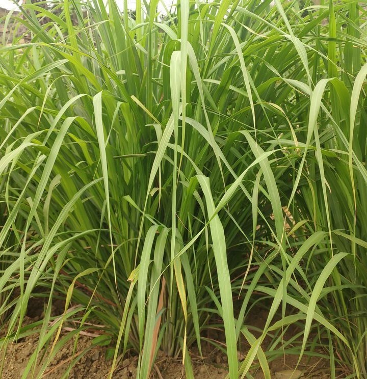 100+Lemongrass Seeds West Indian Culinary Herb perennial plant seeds USA