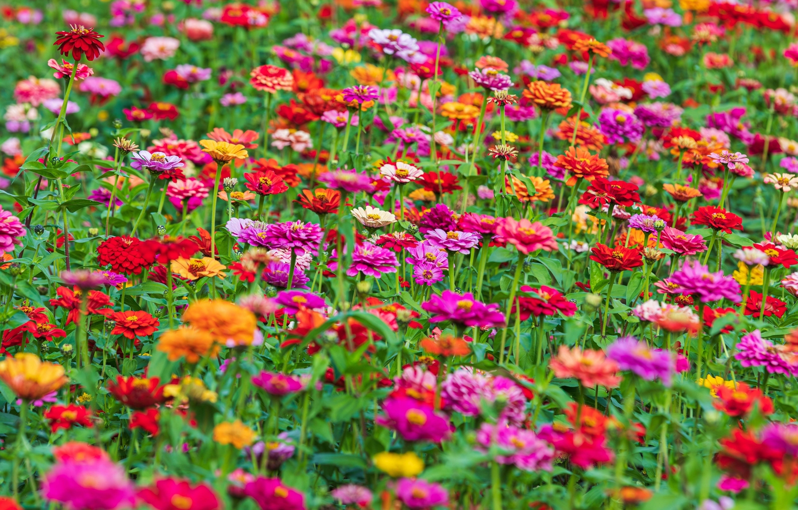 150 DWARF THUMBELINA ZINNIA Elegans Mixed Colors Flower Seeds