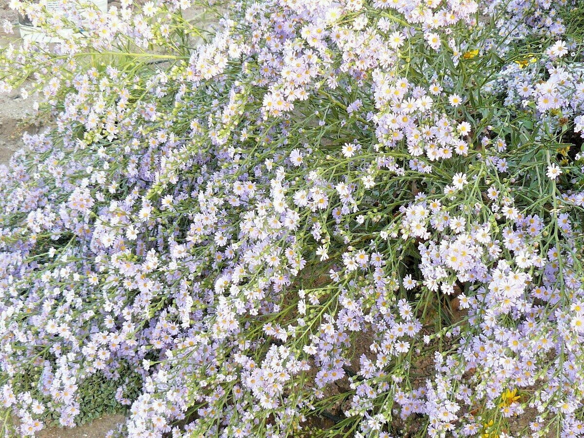 101+SMOOTH BLUE ASTER Seed Perennial Native Wildflower Summer Fall Flower Garden