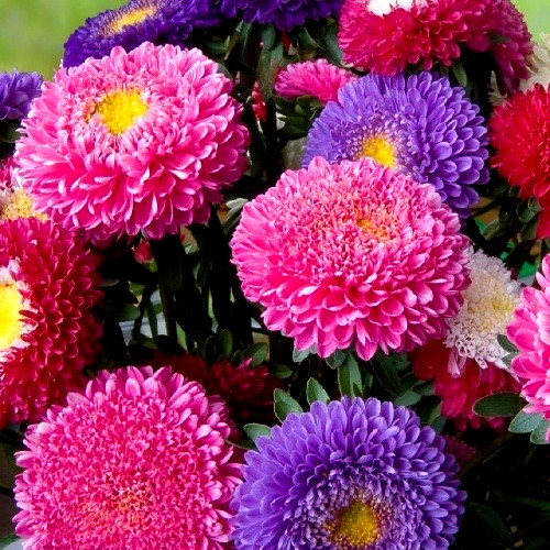 1,000 Powder Puff China Asters Mixed Colors Flower Seeds Organic Non-GMO