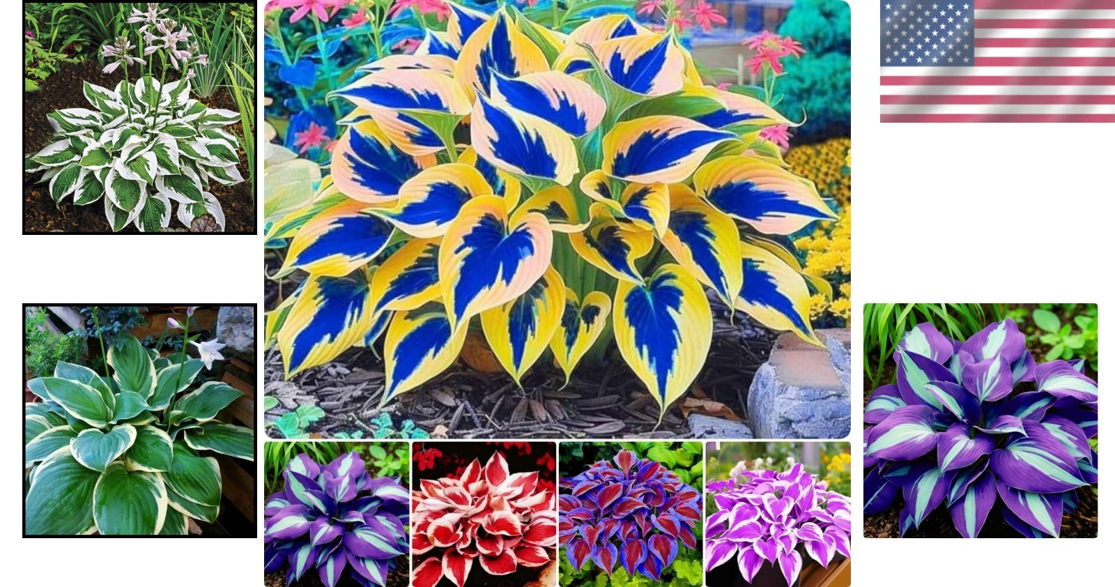 200pcs Red Hosta Seeds for Planting Low Maintenance Perennial Seeds Fragrant