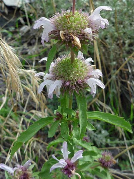 Monarda pectinata | Pony Beebalm | Miners Lettuce | Spotted Bee Balm | 10 Seeds