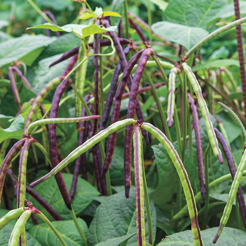 Top Pick Pinkeye Purple Hull Pea Seeds, NON-GMO, Cowpea, Southern Pea, FREE SHIP