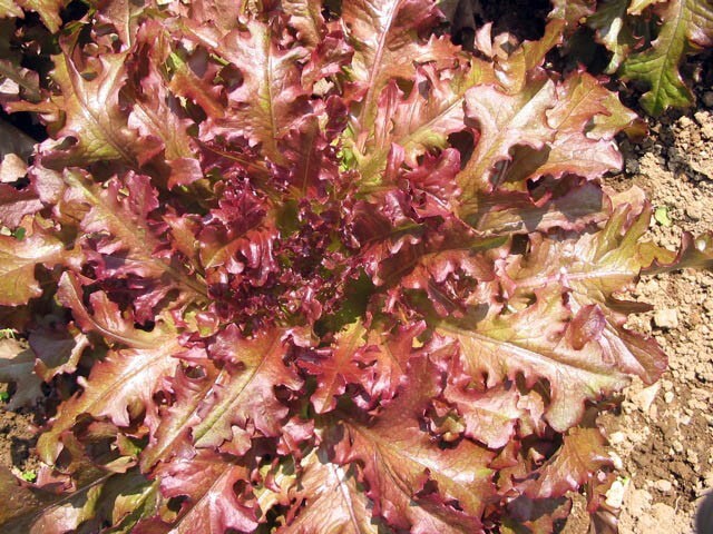 1 Gram Fresh | NON-GMO | Red Salad Bowl Leaf Premium Lettuce Seeds-B 43