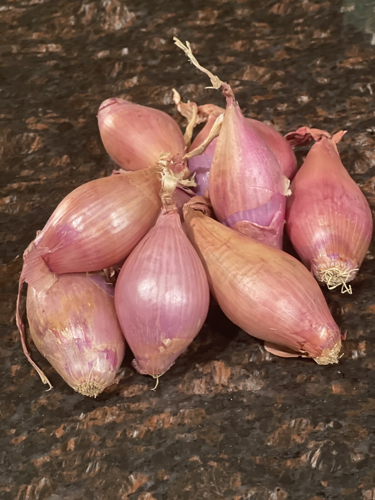 Shallots (5) Bulbs~For Planting or Eating~Organic
