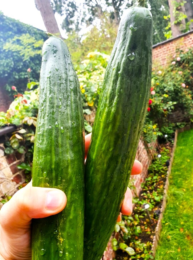 English Telegraph Burpless Cucumber Seeds | Heirloom Crisp Cucumbers Seed 2025