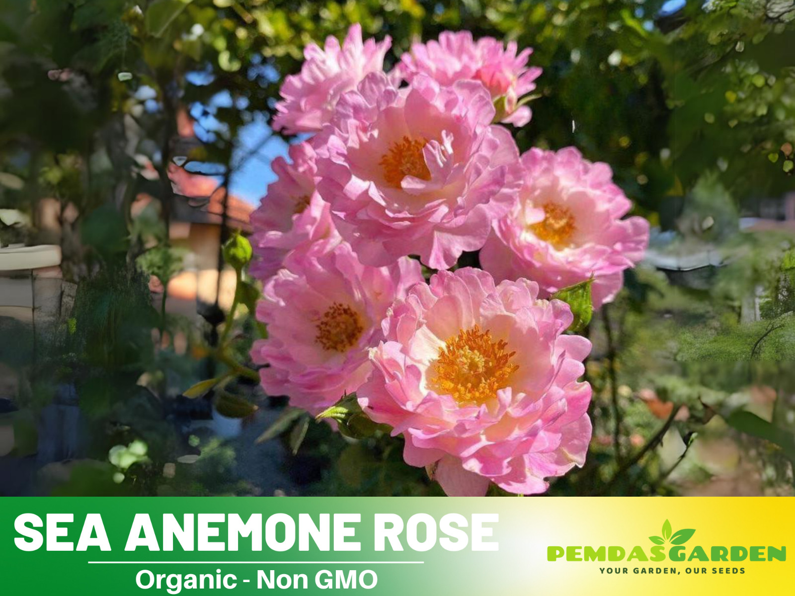 30+ Seeds| Sea Anemone Perennial Rose Seeds