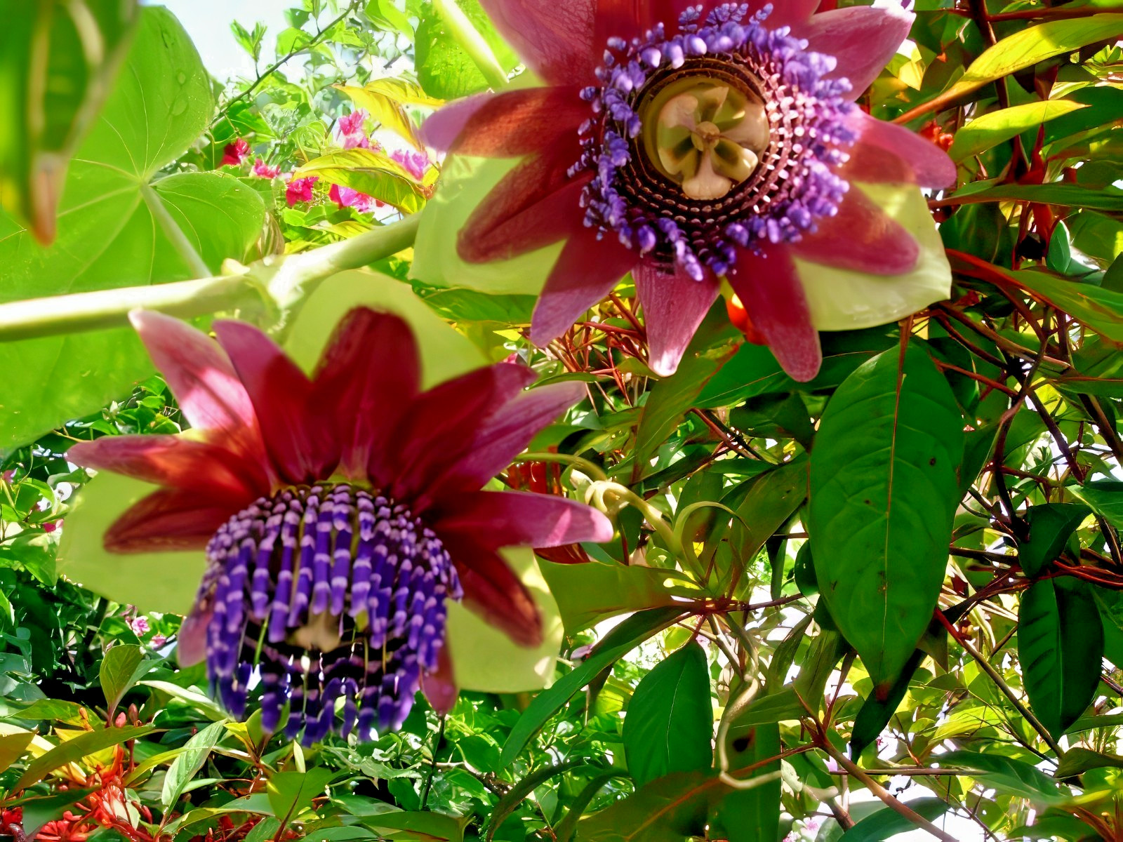10 GIANT GRANADILLA SEEDS Passiflora quadrangularis Passionfruit Flower Plant