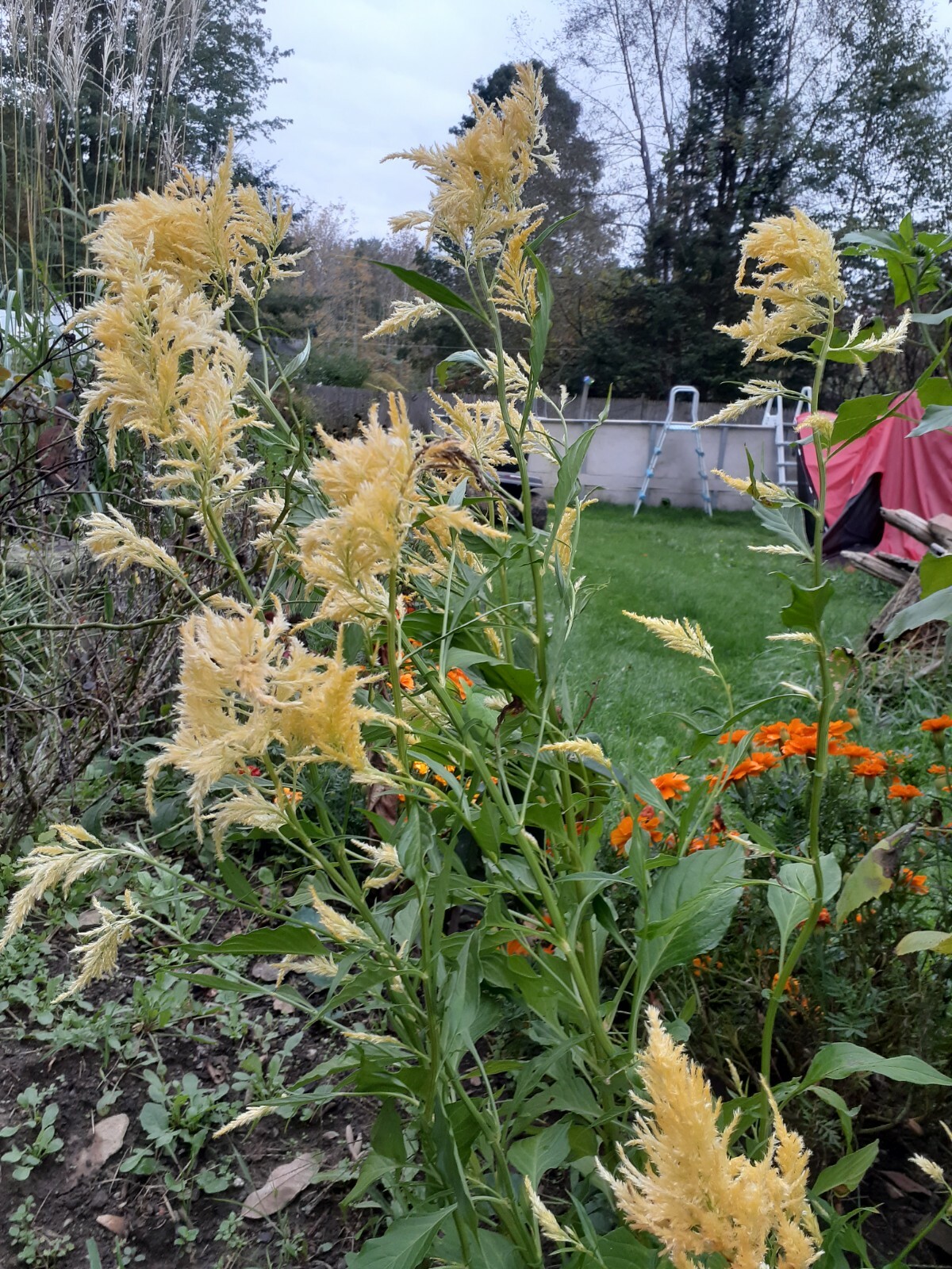celosia pampas plume, feather mix 25+ Seeds