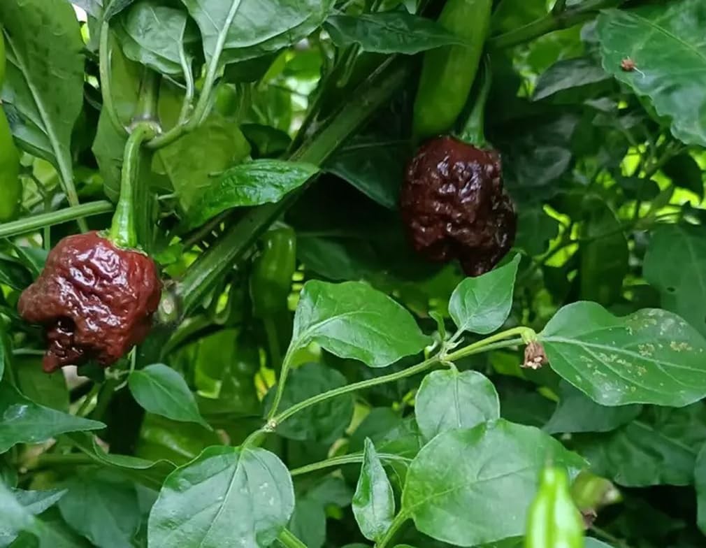 100PCS Chocolate Carolina Reaper Chili Pepper Seeds World Record Hot Pepper S…