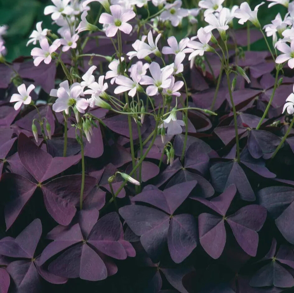 Oxalis triangularis aka “Purple Shamrock” Bulbs