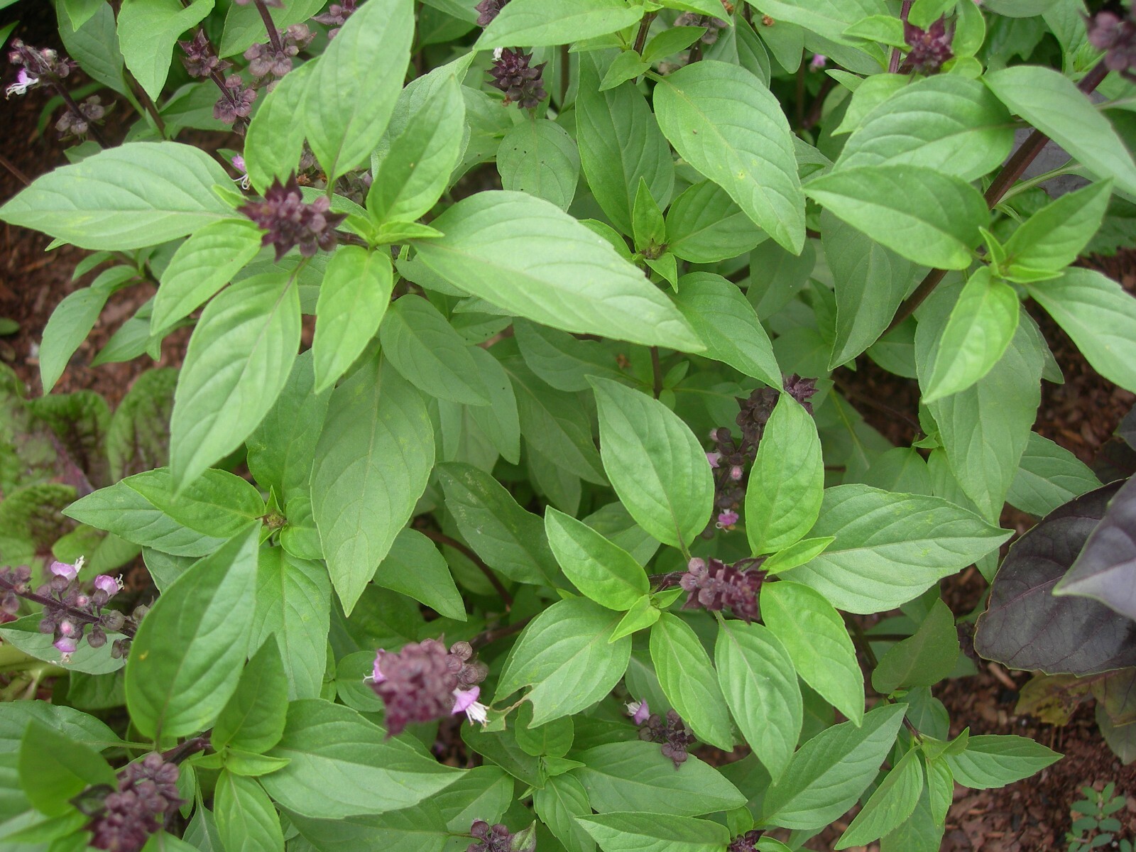 Thai Basil, Horapha, Hun Que, Anise, NON-GMO, Variety Sizes Sold, FREE SHIPPING