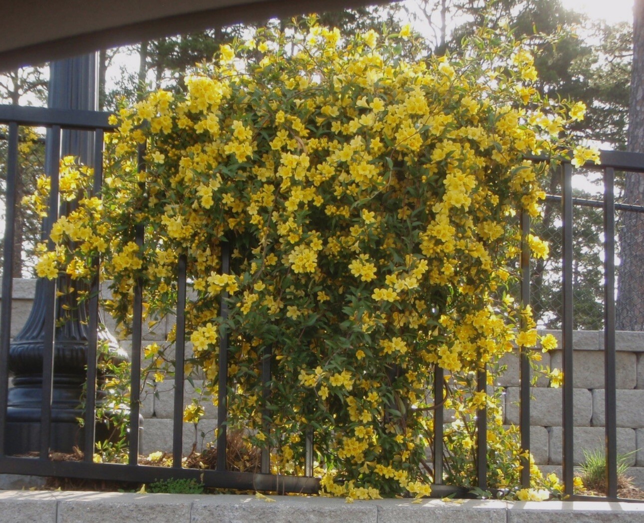 MARGARITA CAROLINA JESSAMINE~Yellow Jasmine~Gelsemium sempervirens~STARTER PLANT