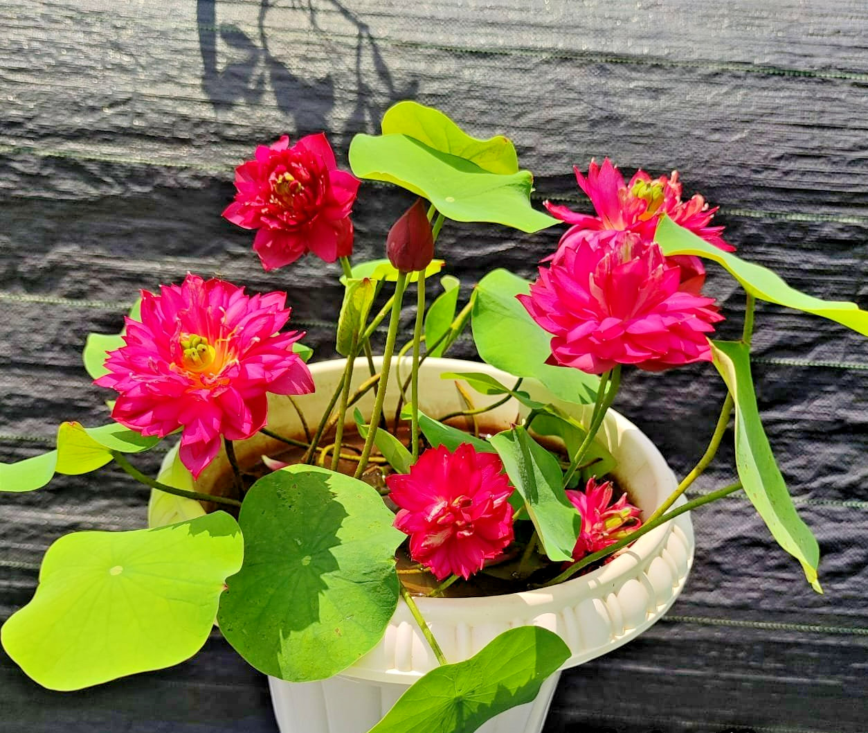 5 SIAM RUBY LOTUS SEEDS – ( MINI BOWL LOTUS ) – Nelumbo Nucifera