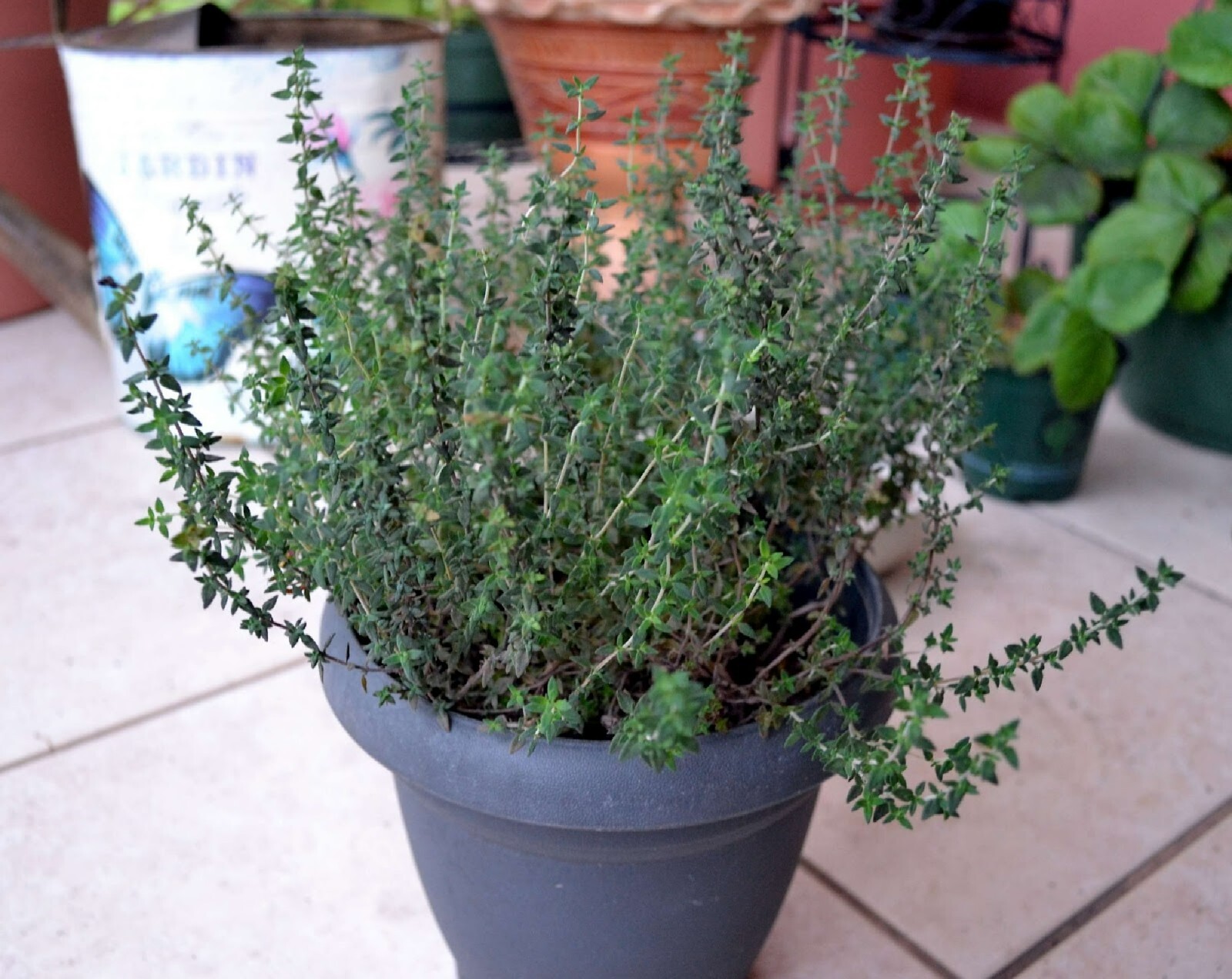 Common Thyme Herb {Thymus Vulgaris} Fragrant 300+ seeds Free Shipping!