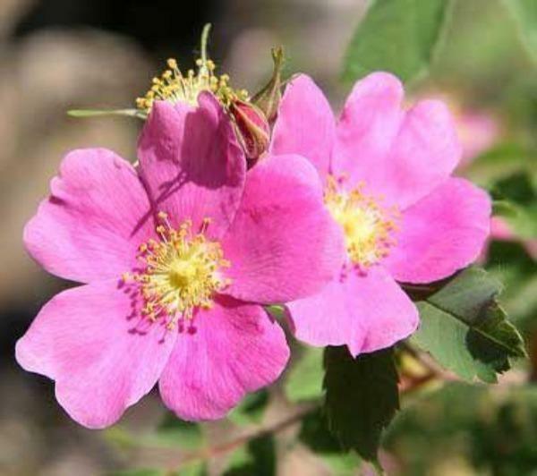 Rosa arkansas | Wild Prarie Rose | 100 Seeds