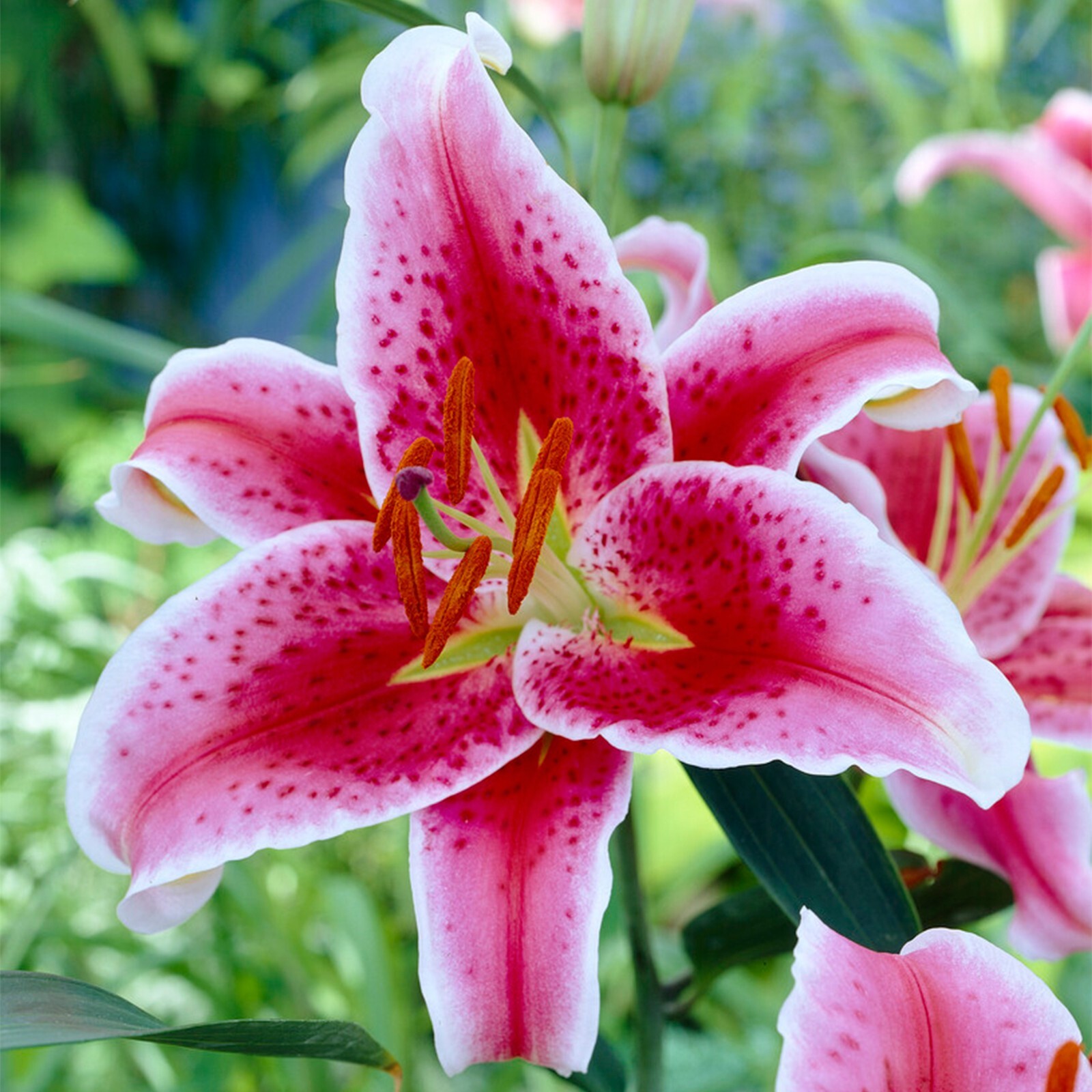 Garden State Bulb Stargazer Oriental Lily Flower Bulbs, 16/18cm Spring Planting