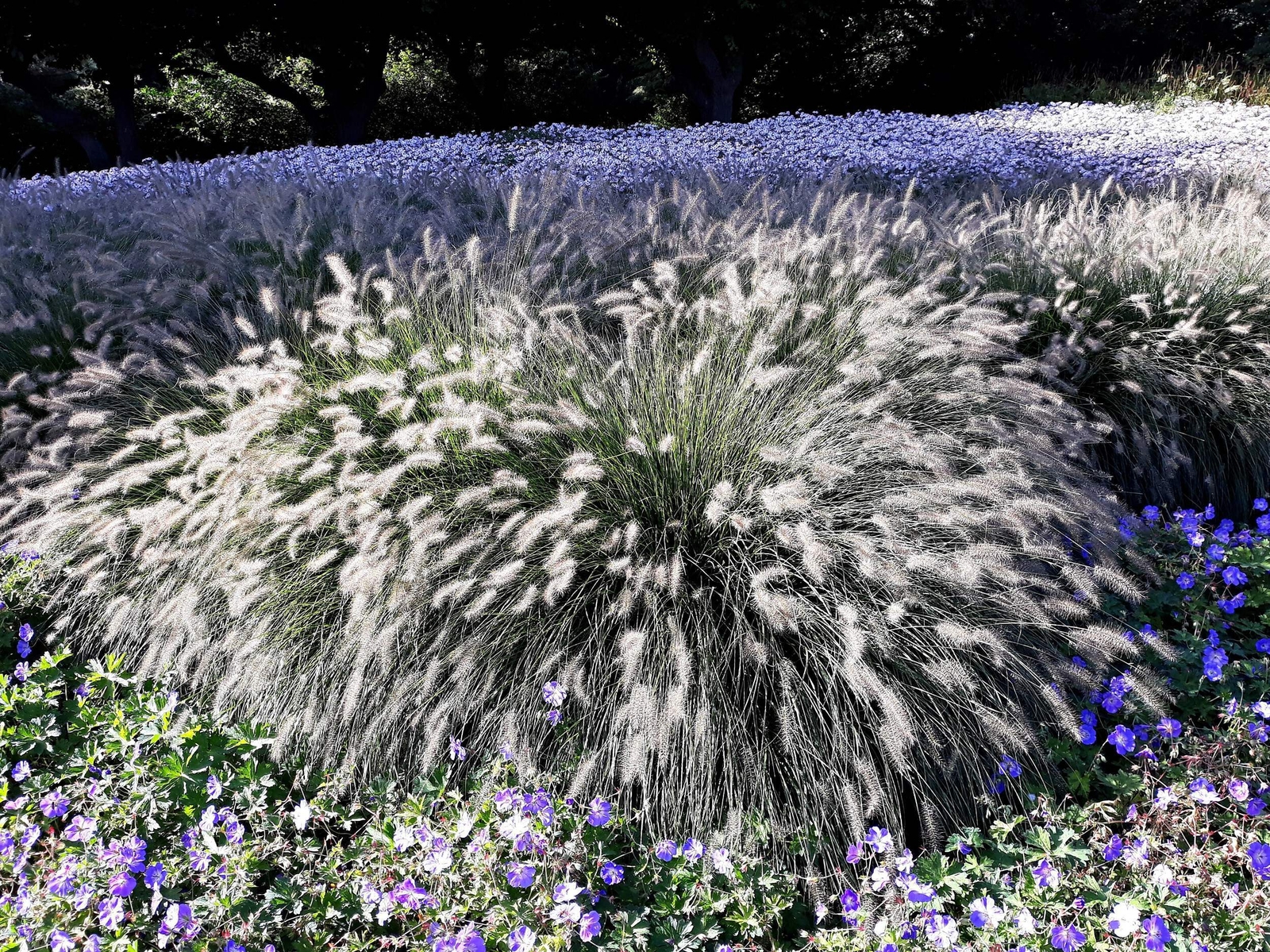 25 DWARF FOUNTAIN GRASS Pennisetum Alopecuroides Hardy White Ornamental Seeds