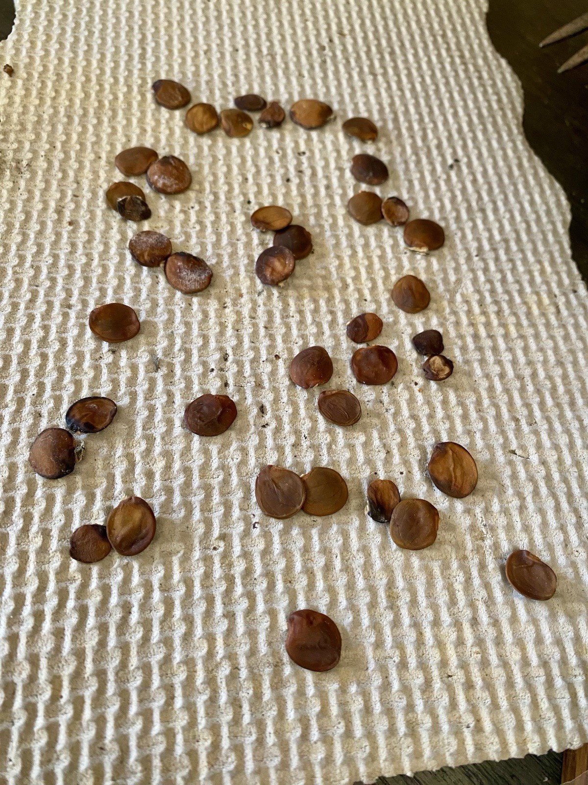 Chinese Wysteria Organic Seeds