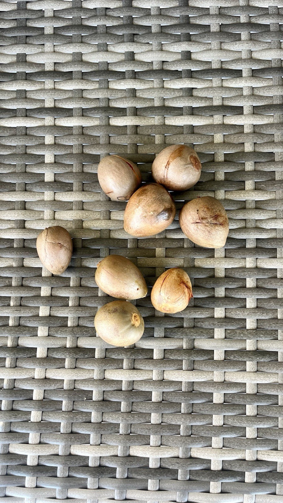 Avocado Tree Seeds (hass) 10pc