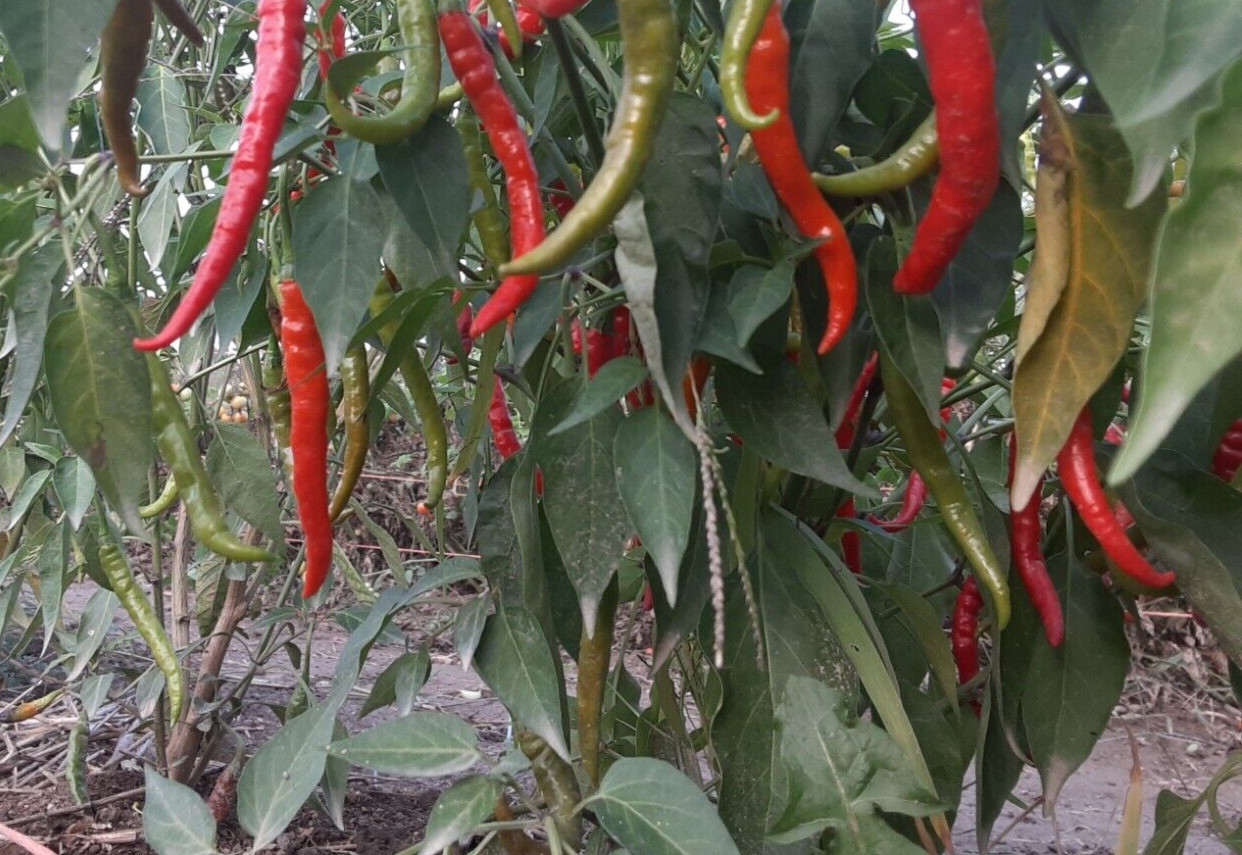 “Motown Magic” Hot Chili Pepper Seeds x30 MIX – Michigan Grown! Organic, Non-GMO