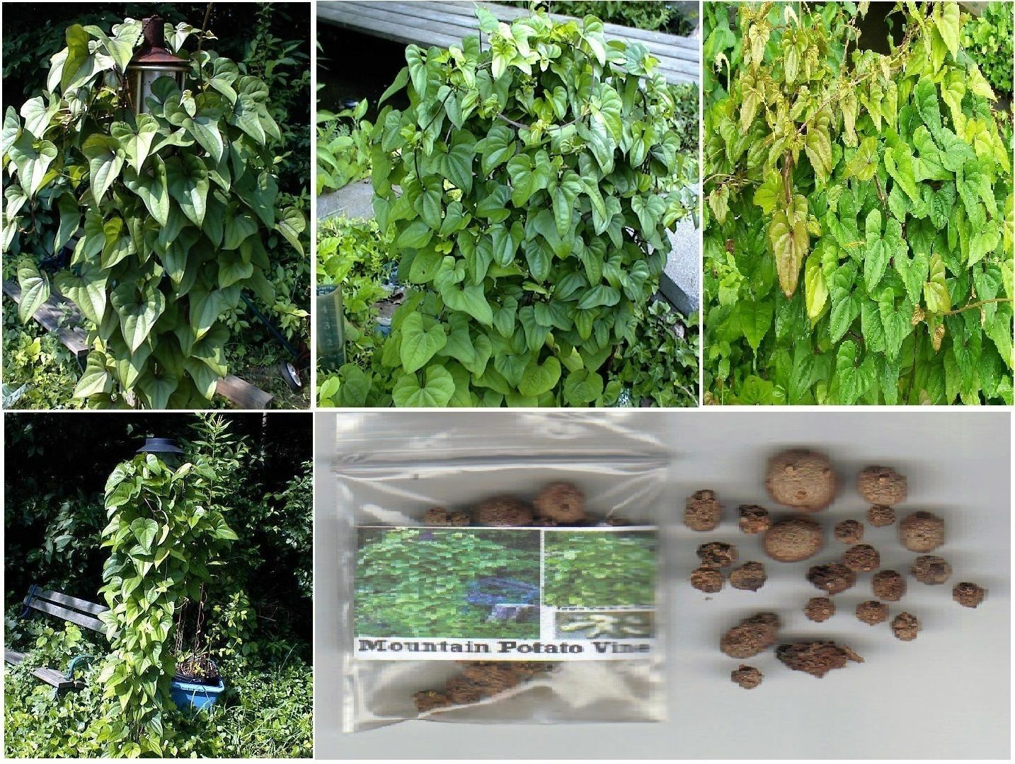 Potato Vine Heart Shaped Leaves Cinnamon Scent Perennial 10 + SEEDS USA Grown