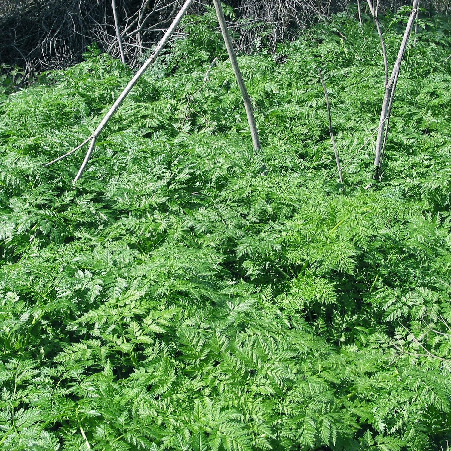 – Poison Hemlock (Conium Maculatum) – Grow Now or Store for Future Planting – Ca