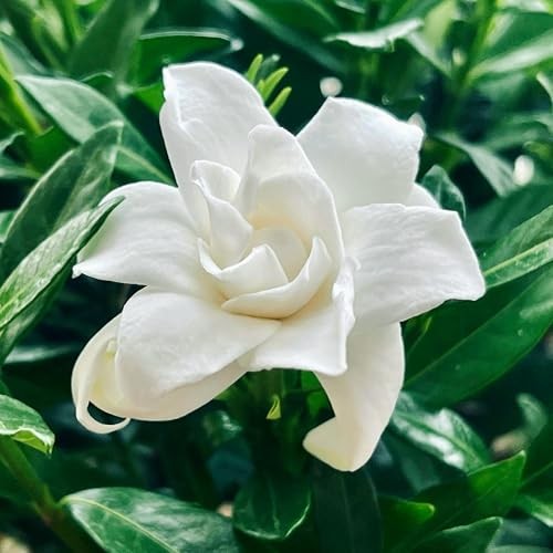 CarpetC 200+ Gardenia Seeds for Planting, Perennial Fragrant Evergreen