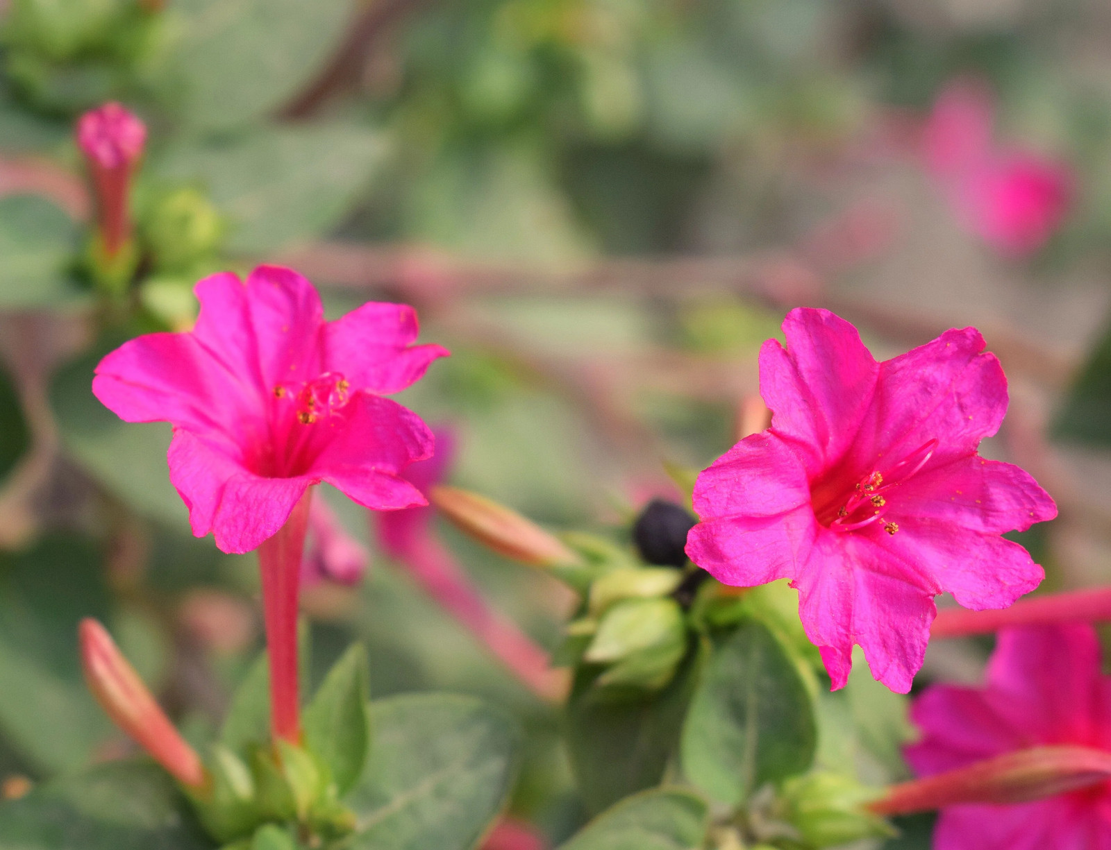 Pink Four O’ Clock Seeds | Mirabilis Rose Marvel Peru Magenta Flower Seed 2025