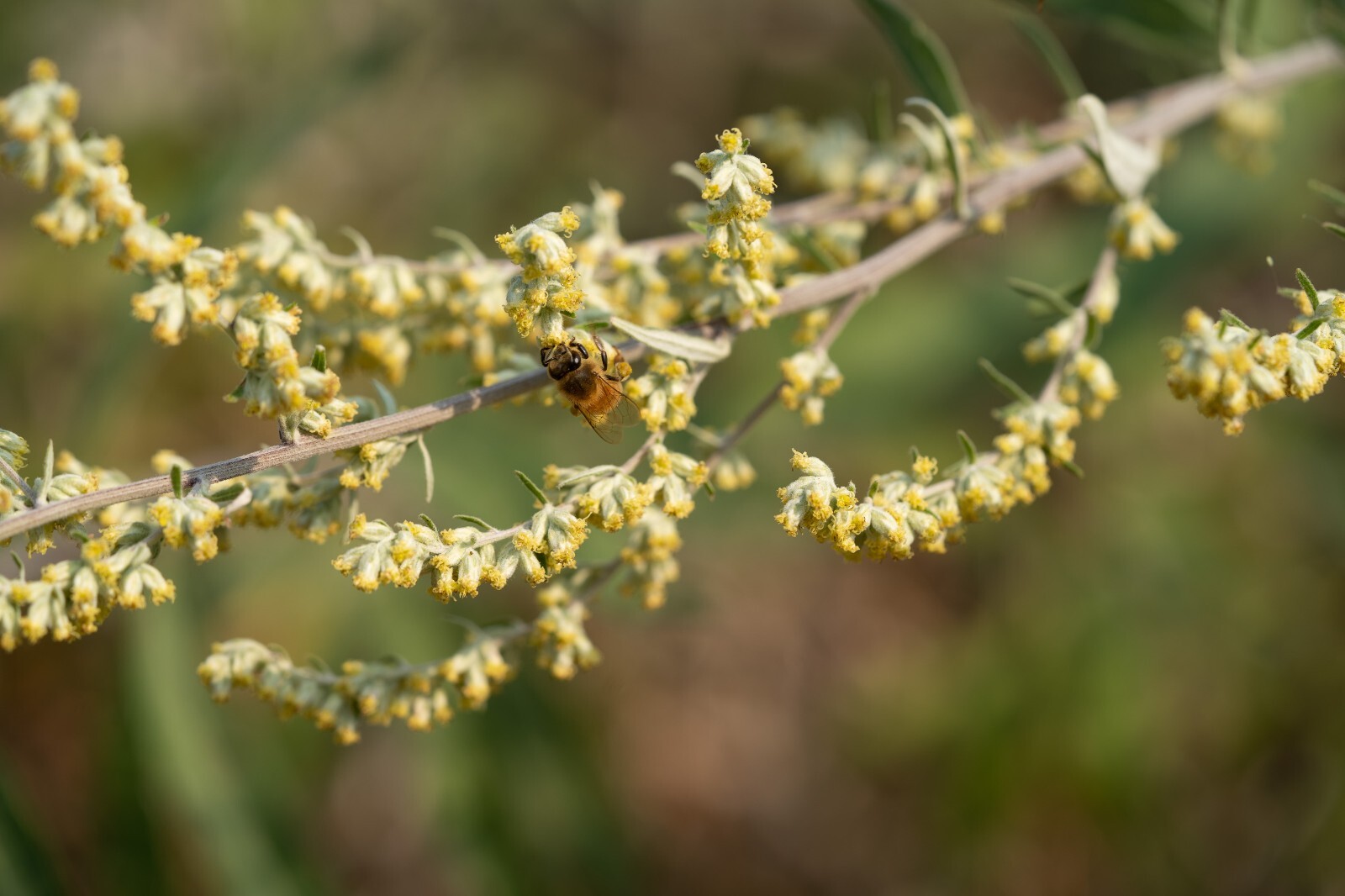 California Mugwort Seeds