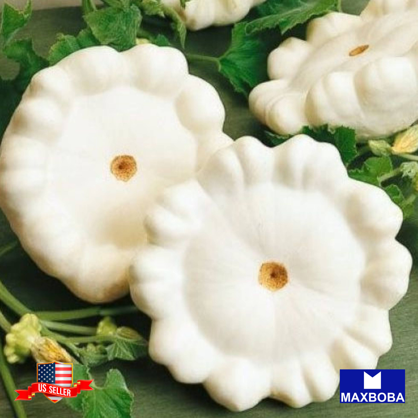 30+ Squash Seeds Summer Early White Bush Scallop Non-GMO Heirloom BOGO 50% OFF