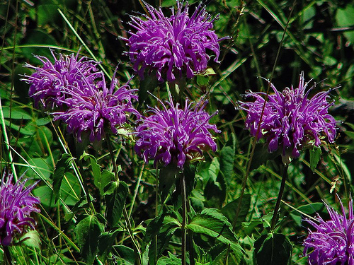 BERGAMOT Wild BEE BALM 900 Seeds Butterfly Monarda Fistulosa Horsemint Perennial