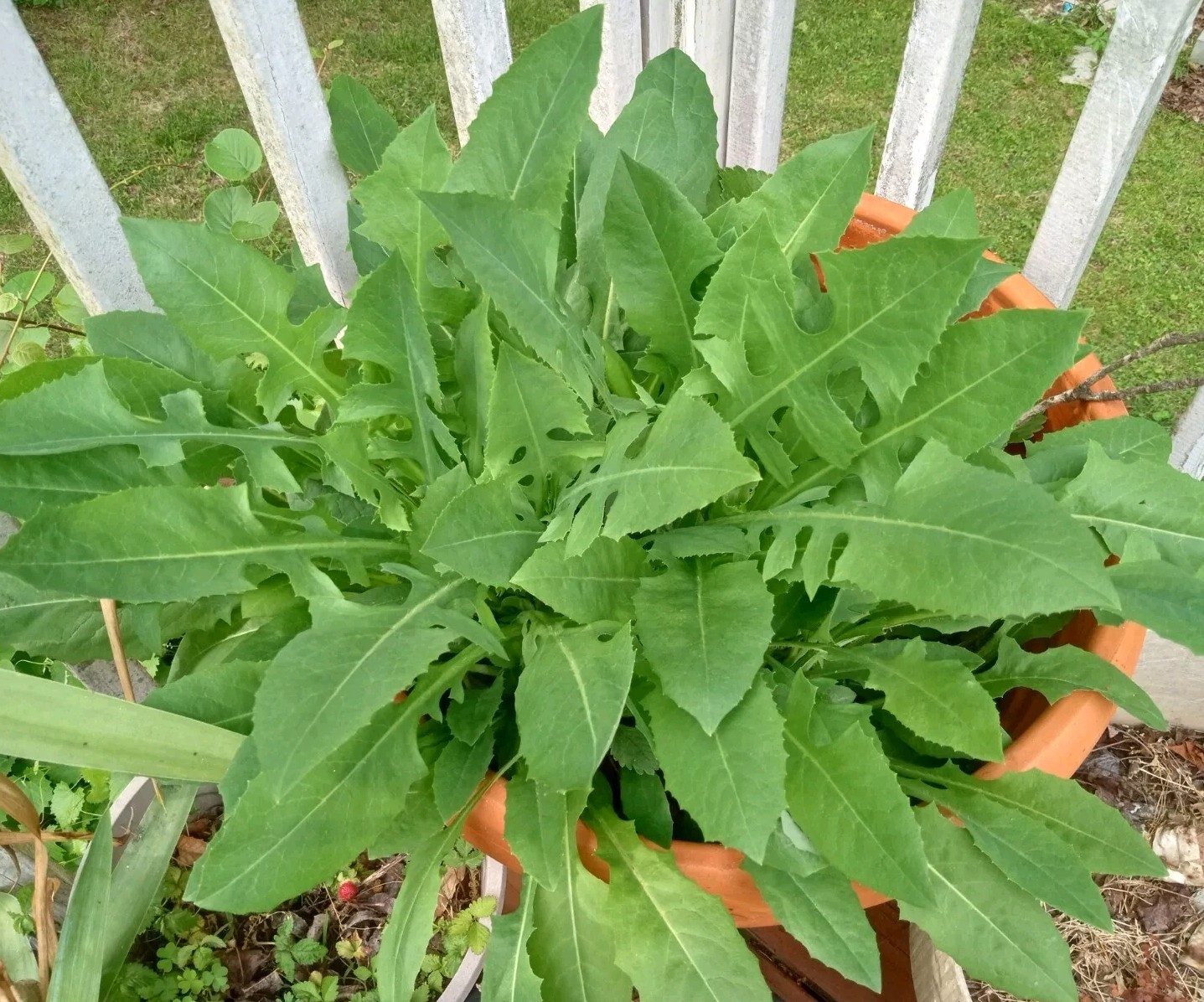 100 Wild/Opium Lettuce Seeds(LactucaVirosa)Medicinal Edible Plant.US grown seeds