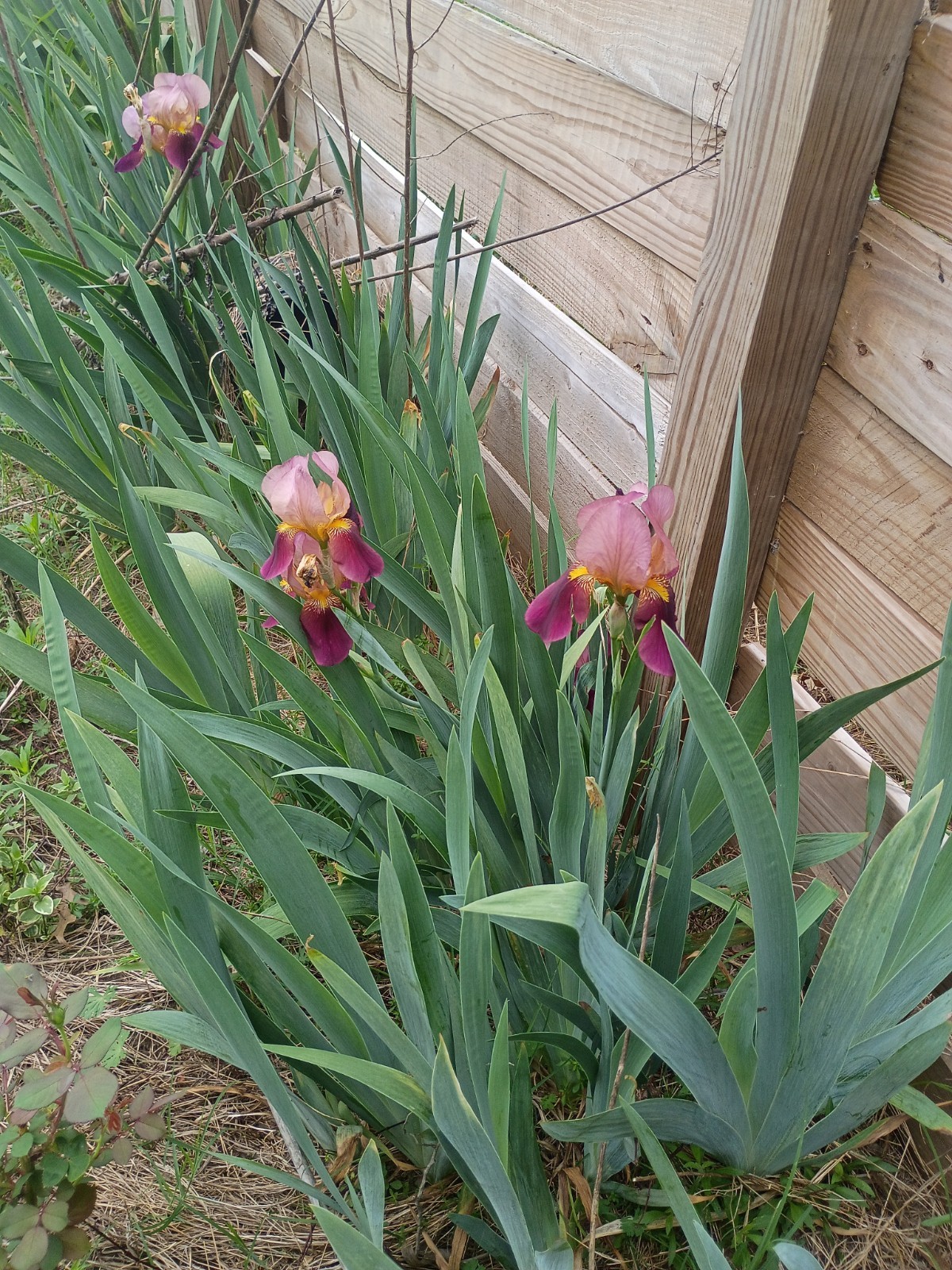 Bearded Iris Rhizomes ‘Indian Chief’ Zone 3-10 Dug Per Order