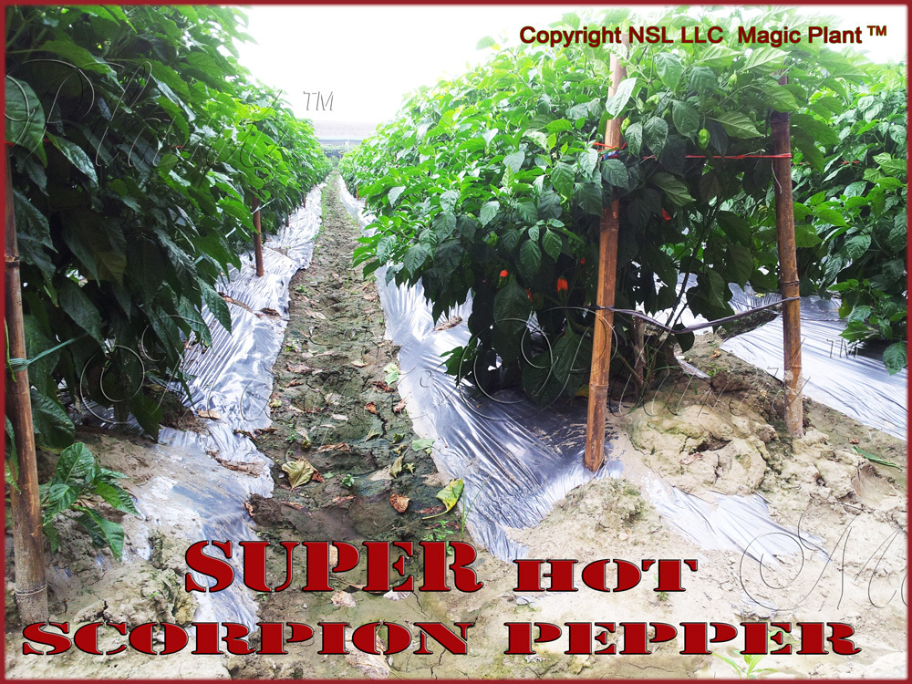 Scorpion Chili Pepper Seeds – New Crop – 100 seeds