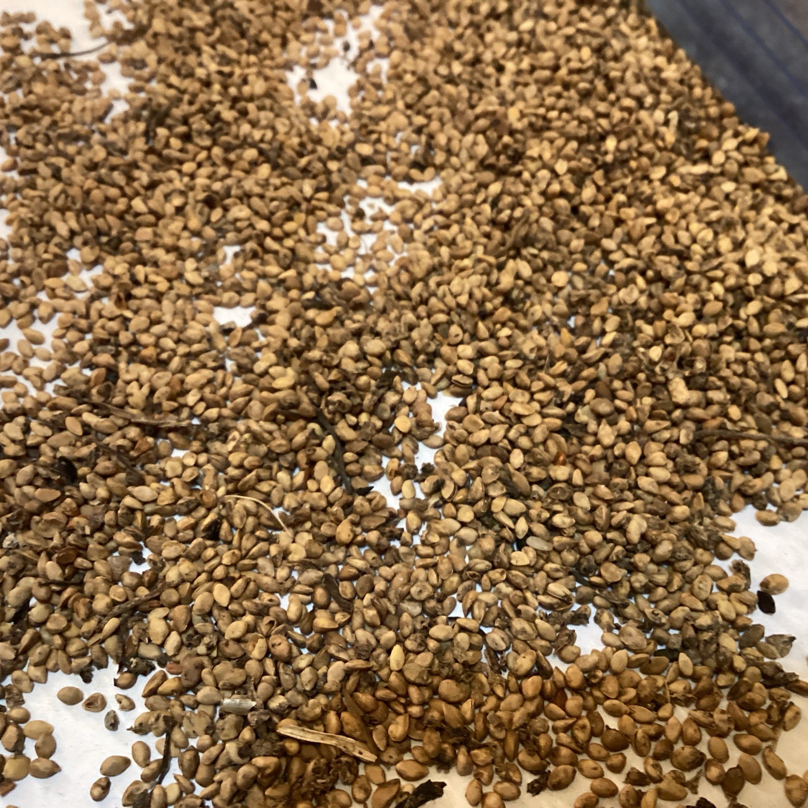 White Mulberry Tree Seeds (Morus Alba)