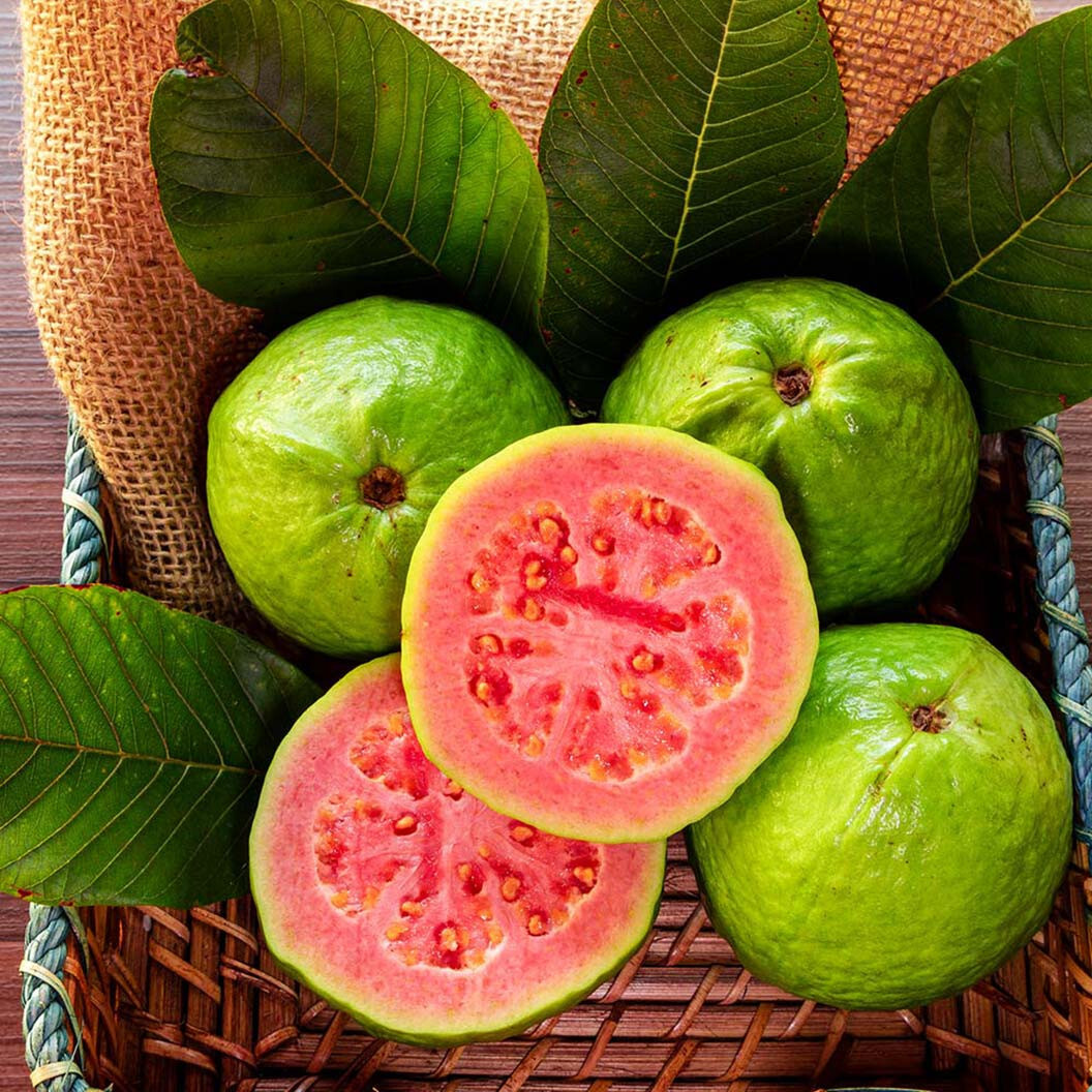 50+ Ruby Supreme Guava Seeds for Garden Planting – USA – FREE SHIPPING!