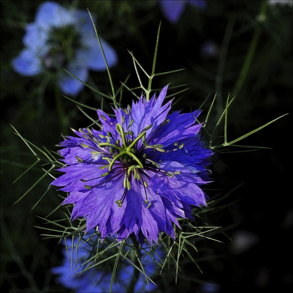 Nigella Damascena – Miss Jeckyll Double Mixed seed