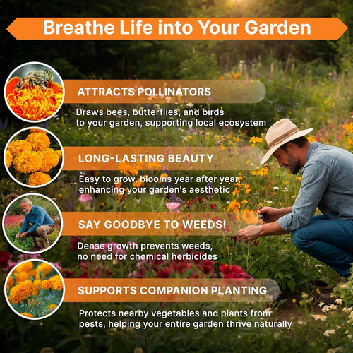 Marigold Seeds Pack 4 oz – Over 37,000 4oz, Orange, Yellow, Red, Green