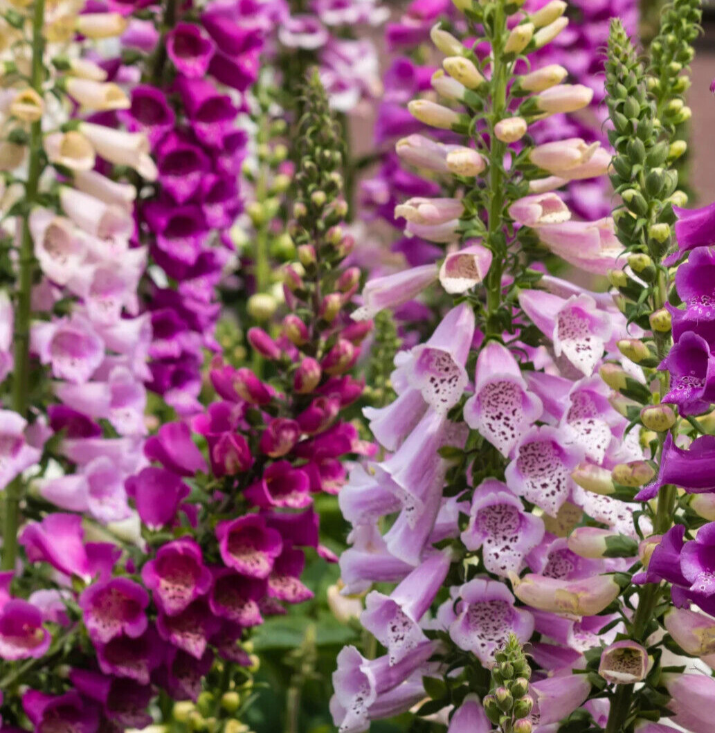 digitalis foxglove seed mix 50+ perennial seed