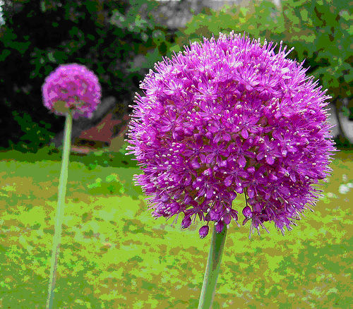 20+ RARE HUGE PURPLE ALLIUM SENSATION 4-6″ SOFTBALL “AFLATUNENSE” FLOWER SEEDS!