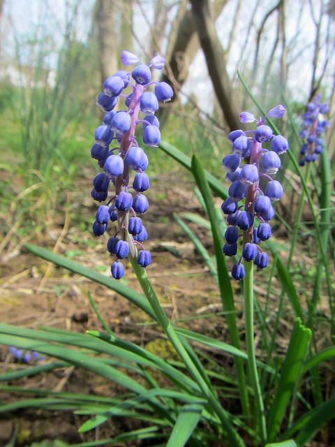 6 Blue Muscari bulbs (Grape Hyacinth) **Spring Planting