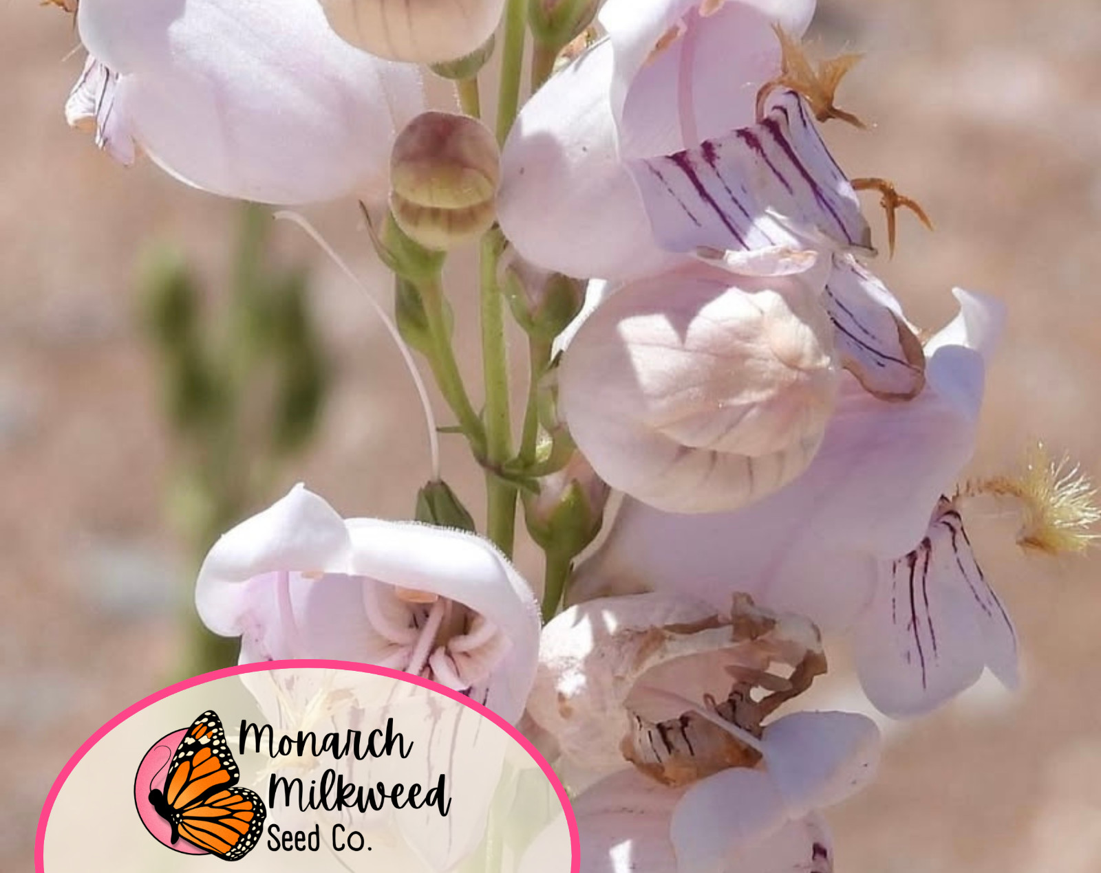 2100+ Palmer’s Penstemon Seeds | Native Wildflower Gardening, Penstemon palmeri