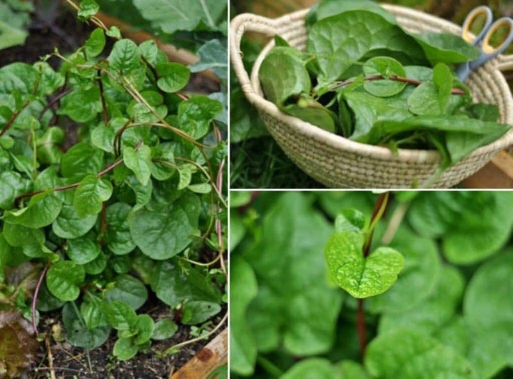 Mixed Malabar Spinach Seeds Green and Red Varieties Leafy Purple 200ct Mong Toi