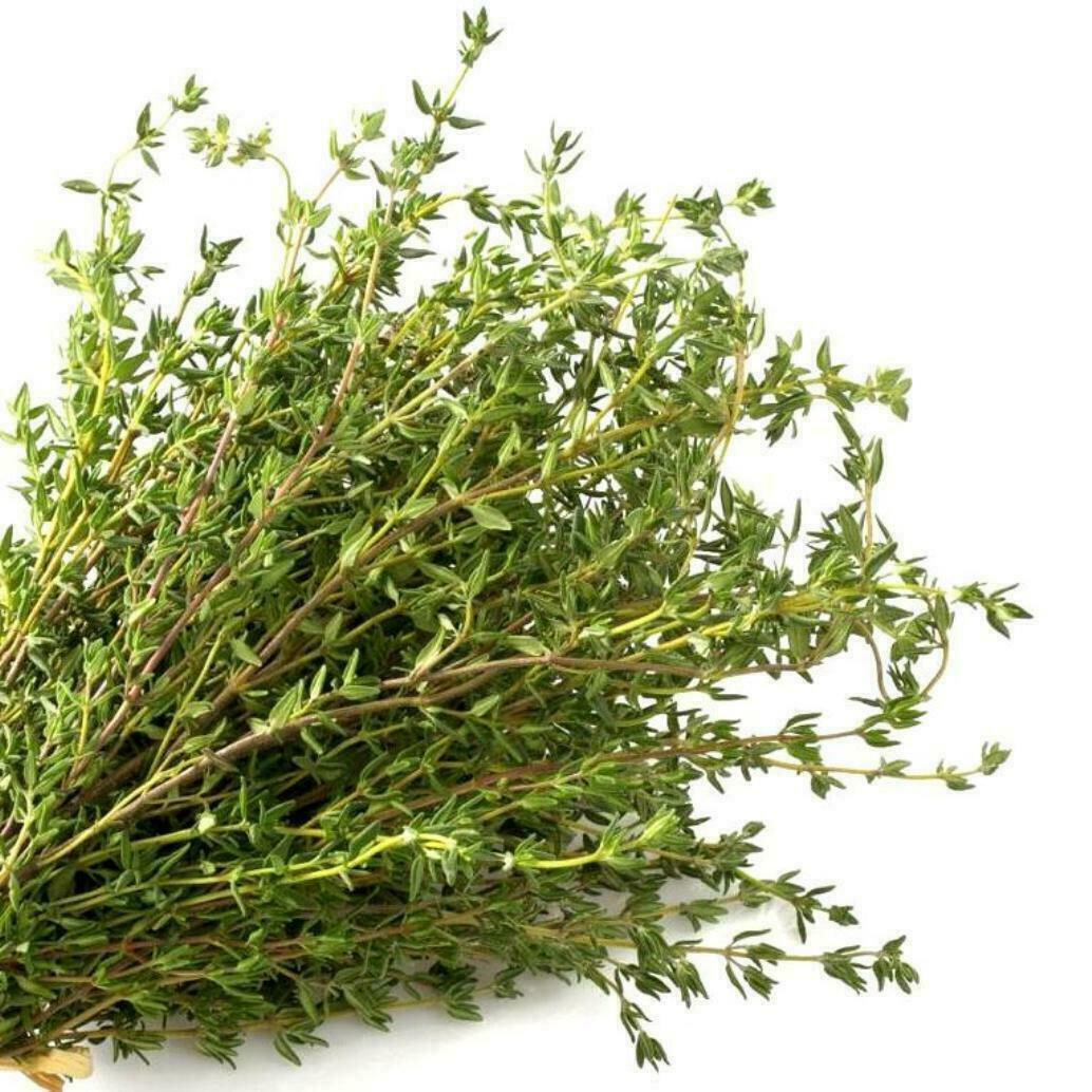 SCARBOROUGH SEEDS 1000 German Winter Thyme Seeds Herb Heirloom NON-GMO Fragrant