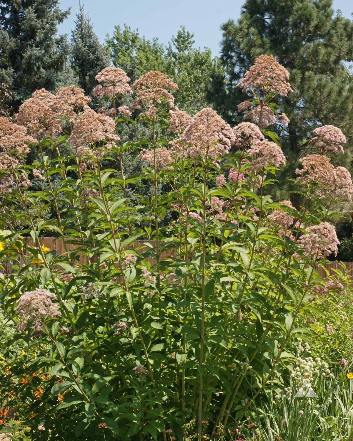 500 Joe Pyeweed, Spotted Flower Seeds Perennial Eutrochium maculatum