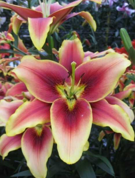 AVALON SUNSET LILY~FLOWER BULBS~GOLDEN YELLOW BRONZE-RED & ORANGE~2-3 FEET TALL!